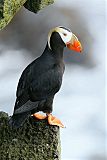 Tufted Puffin